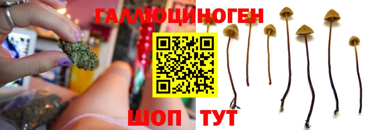 Галлюциногенные грибы мицелий Новозыбков